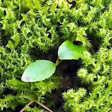 Attēlu rezultāti vaicājumam “Meesia triquetra”