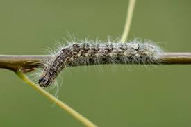 Attēlu rezultāti vaicājumam “Acronicta megacephala larva”