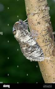 Attēlu rezultāti vaicājumam “Cossus cossus imago”