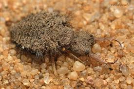 Attēlu rezultāti vaicājumam “Myrmeleontidae imago”