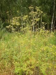 Attēlu rezultāti vaicājumam “Pastinaca sativa subsp. sylvestris”