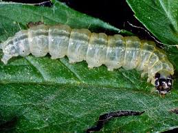 Attēlu rezultāti vaicājumam “Anania hortulata”