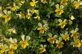 Attēlu rezultāti vaicājumam “Viola tricolor subsp. curtisii leaf”