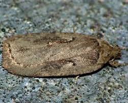 Attēlu rezultāti vaicājumam “Agonopterix ocellana”