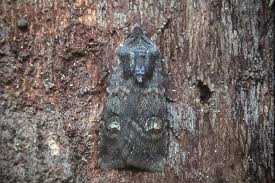 Attēlu rezultāti vaicājumam “Euxoa nigricans”