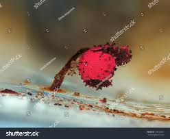 Attēlu rezultāti vaicājumam “Physarum oblatum spores”