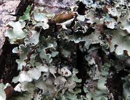 Attēlu rezultāti vaicājumam “Cetrelia sp.”