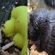 Attēlu rezultāti vaicājumam “Stemonitis flavogenita stalked”