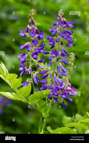 Attēlu rezultāti vaicājumam “Galega orientalis flower”