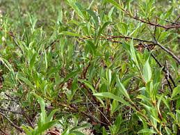 Attēlu rezultāti vaicājumam “Salix daphnoides leaf”