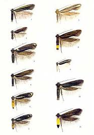 Attēlu rezultāti vaicājumam “Scythrididae”