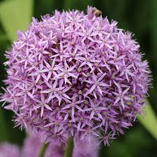 Attēlu rezultāti vaicājumam “Allium holandicum leaf”