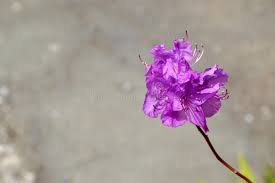 Attēlu rezultāti vaicājumam “Rhododendron sichotense flower”
