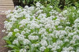 Attēlu rezultāti vaicājumam “Allium ursinum leaf”