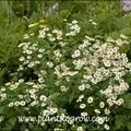Image result for Tanacetum parthenium 'Tetraweiss'