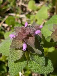 Attēlu rezultāti vaicājumam “Lamium purpureum leaf”