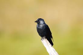 Attēlu rezultāti vaicājumam “Corvus monedula”