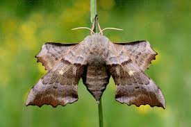 Attēlu rezultāti vaicājumam “Laothoe populi”