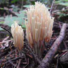 Attēlu rezultāti vaicājumam “Stemonaria irregularis stalked”