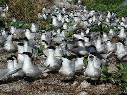 Image result for Sterna acuflavida