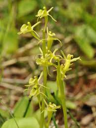 Attēlu rezultāti vaicājumam “Liparis loeselii flower”