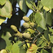 Attēlu rezultāti vaicājumam “Alnus glutinosa fruit”