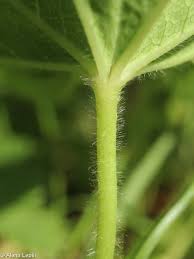 Attēlu rezultāti vaicājumam “Alchemilla subcrenata”