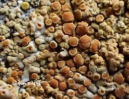 Attēlu rezultāti vaicājumam “Caloplaca saxicola”