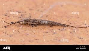 Attēlu rezultāti vaicājumam “Machilidae”