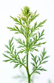 Attēlu rezultāti vaicājumam “Carum carvi leaf”