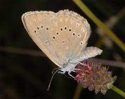 Attēlu rezultāti vaicājumam “Maculinea teleius”