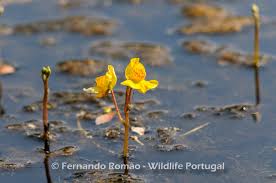 Attēlu rezultāti vaicājumam “Utricularia x neglecta”