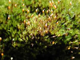 Attēlu rezultāti vaicājumam “Hymenostylium recurvirostrum”