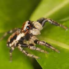 Attēlu rezultāti vaicājumam “Evarcha falcata male”