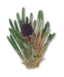 Attēlu rezultāti vaicājumam “Pinus mugo fruit”