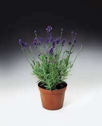 Attēlu rezultāti vaicājumam “Lavandula angustifolia bud”