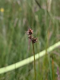 Attēlu rezultāti vaicājumam “Carex spicata”