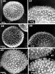 Attēlu rezultāti vaicājumam “Didymium megalosporum spores”