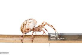 Attēlu rezultāti vaicājumam “Araneus diadematus female”