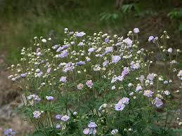 Image result for Geranium `Summer Skies`