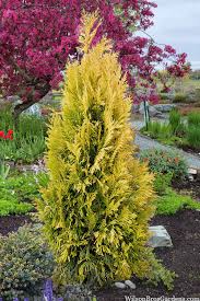 Attēlu rezultāti vaicājumam “Thuja plicata flower”