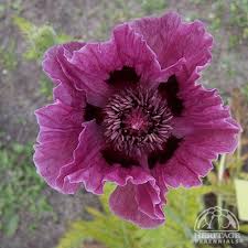 Image result for Papaver orientale