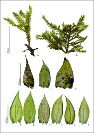 Attēlu rezultāti vaicājumam “Isothecium alopecuroides sporophyte”