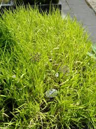 Attēlu rezultāti vaicājumam “Leersia oryzoides”