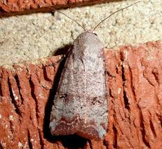 Attēlu rezultāti vaicājumam “Hadula trifolii”