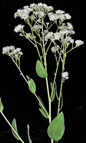 Attēlu rezultāti vaicājumam “Lepidium latifolium flower”