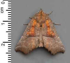 Attēlu rezultāti vaicājumam “Mythimna flammea”