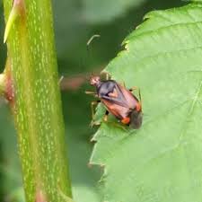 Attēlu rezultāti vaicājumam “Deraeocoris ruber imago”