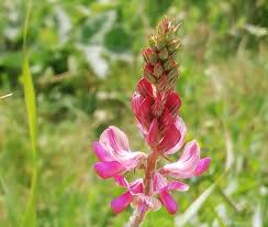 Image result for Onobrychis viciifolia