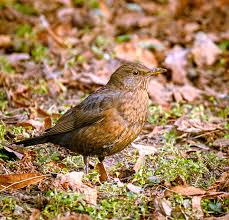 Attēlu rezultāti vaicājumam “Turdus merula female”